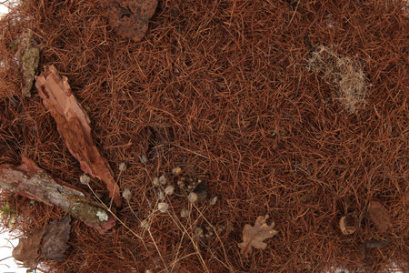 Pile of dry larch needles background. Heap of brown coniferous tree needles, top view, copy space.