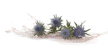 Flowers Mediterranean sea holly and decorative floristic plants isolated on white background. Blue sea holly thistles, Eryngium bourgatii.の写真素材