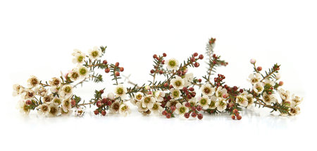 Waxflowers isolated on white background. Branch of flowers Darwinia uncinata, Chamelaucium uncinatum.の写真素材