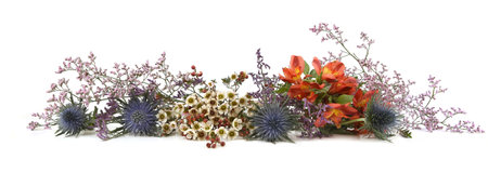Flowers  Mediterranean sea holly, Limonium safora, Peruvian lily and Waxflowers isolated on white background. Border of Blue sea holly thistles, Eryngium bourgatii and Darwinia uncinata, Alstroemeria.の写真素材