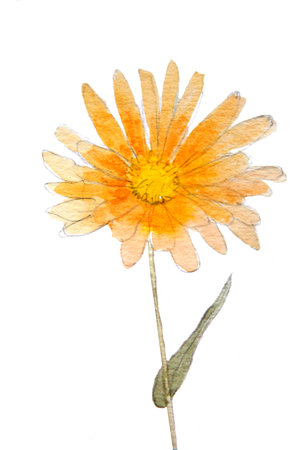 Calendula flower  isolated on white background. Hand painted watercolor pencil drawing. Blooming orange garden flower Marigold calendula officinalis.の写真素材