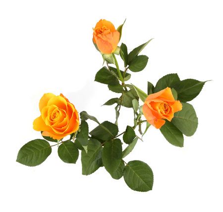 Roses isolated on white background, top view. Arrangement of orange flowers with leaves.の写真素材