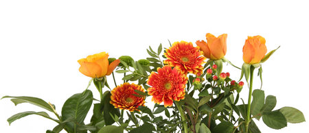 Border of Gerberas, Roses and Green Chrysanthemum isolated on white background. Arrangement of orange flowers and leaves.の写真素材