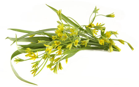 First spring forest flowers Yellow star-of-Bethlehem isolated on white background. Small, yellow wild flowers Gagea lutea on white.の写真素材