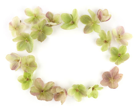 Snow rose Hellebore isolated on white background.  Evergreen flower Hellebore, Christmas rose,...