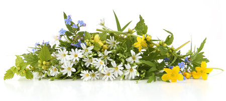Spring flowers Greater stitchwort, Yellow archangel, Forget-me-not, yellow anemone isolated on white background. Wild flowers Rabelera holostea, Lamium galeobdolon, Myosotis, Anemonoides ranunculoidesの写真素材