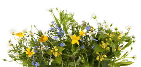 Spring flowers Greater stitchwort, Yellow archangel, Forget-me-not, yellow anemone isolated on white background. Wild flowers Rabelera holostea, Lamium galeobdolon, Myosotis, Anemonoides ranunculoidesの写真素材