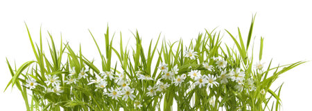 Spring flowers Greater stitchwort isolated on white background. Bunch of wild forest flowers Rabelera holostea.の写真素材