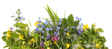 Spring flowers Yellow archangel, Forget-me-not, Yellow anemone, Lungwort isolated on white background. Arrangement of wild forest flowers and grasses.の写真素材