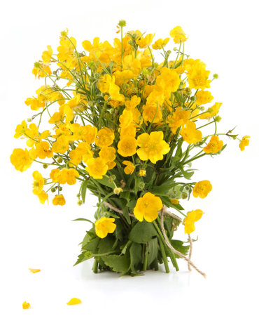 Bouquet of yellow anemone flowers isolated on white background. Spring flowers Anemonoides ranunculoides.の写真素材