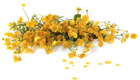 Bouquet of yellow anemone flowers in vase isolated on white background. Spring flowers Anemonoides ranunculoides.の写真素材