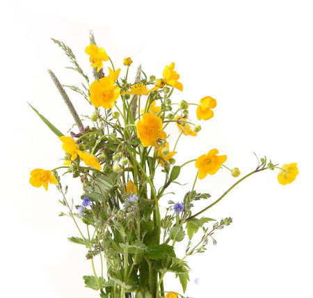 Meadow flowering plants yellow anemone isolated on white background. Spring flowers Anemonoides ranunculoides.の写真素材