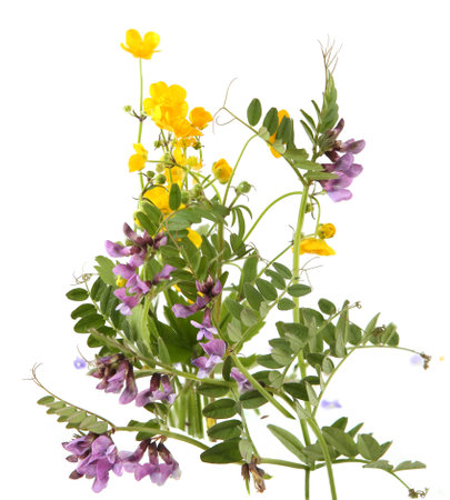 Meadow flowering plants yellow anemone and common vetch isolated on white background. Spring flowers Anemonoides ranunculoides and Vicia sativa.の写真素材