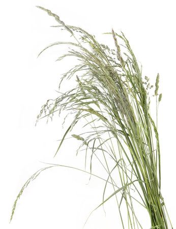 Bent grasses spikelet flowers wild meadow plants isolated on white background. Abstract fresh wild grass flowers, herbs, top view.の写真素材