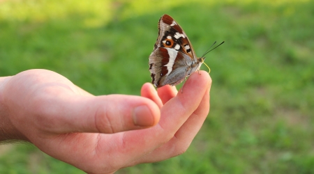 butterfly on fingerの写真素材