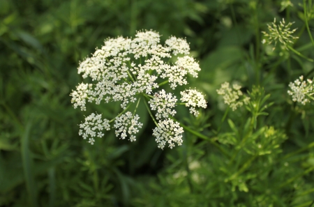 Aegopodium podagraria flower 