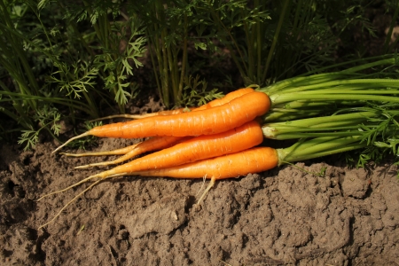 	fresh carrotsの写真素材