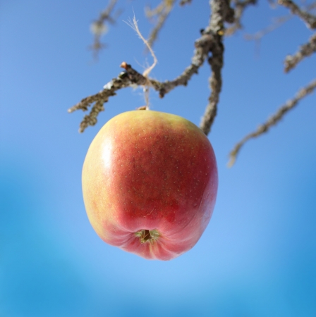 apple hanging on a tree branchの写真素材