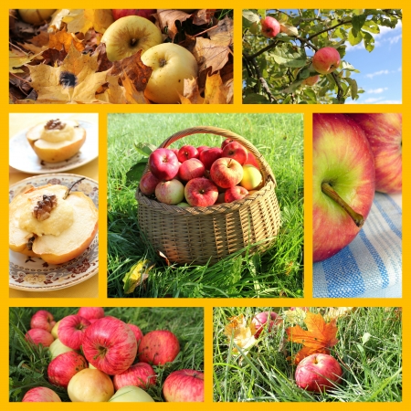 Collage of fresh apples の写真素材
