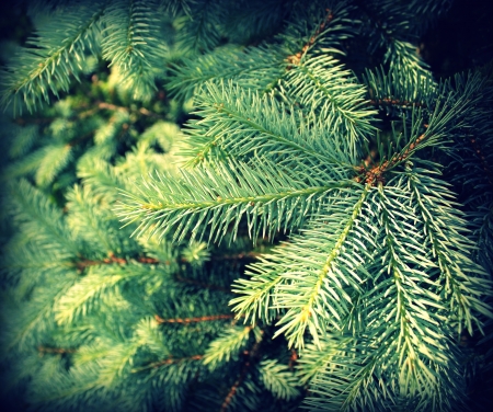 Vintage photo of branch fir-tree  Colorado Spruce 