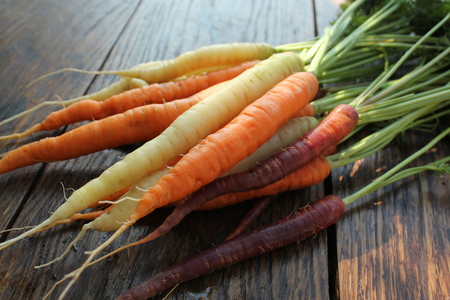 fresh carrot bunchの写真素材