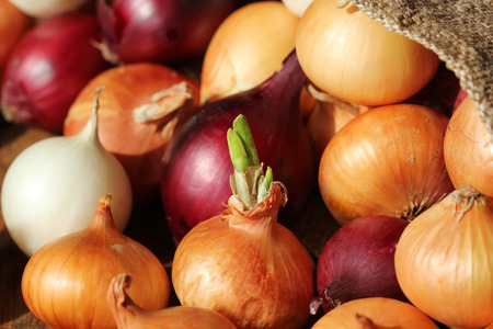 Different varieties of onionsの写真素材