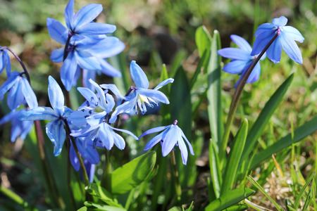 Wood squill Scilla siberica flowers
