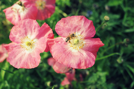 Bee assembling honey of poppiesの写真素材