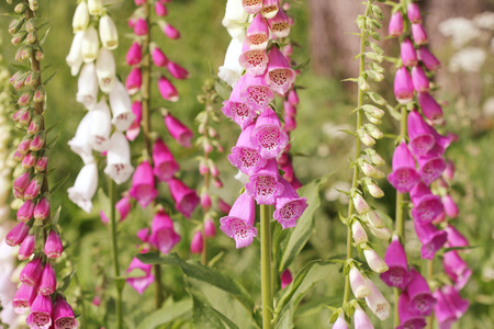 Pink foxglove flowers Digitalisの写真素材