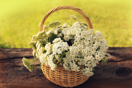 white Achillea Millefolium in basket