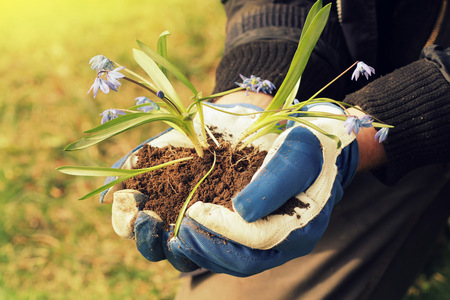 hands holding seedling flower with fertile soilの写真素材