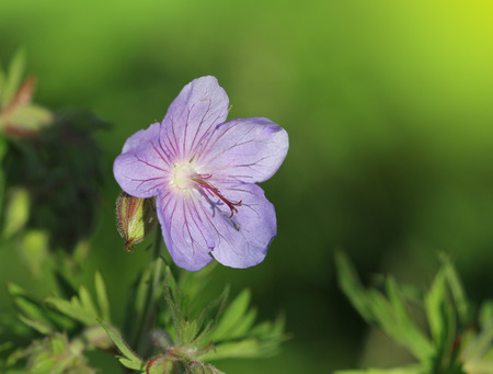 Blue  Geranium pratense flowerの写真素材