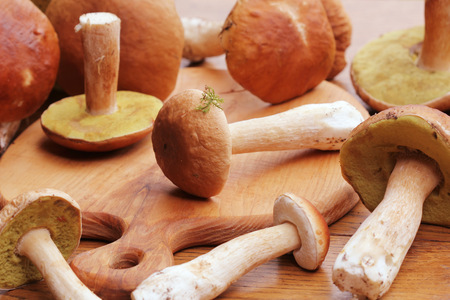Mushroom boletus on cutting boardの写真素材