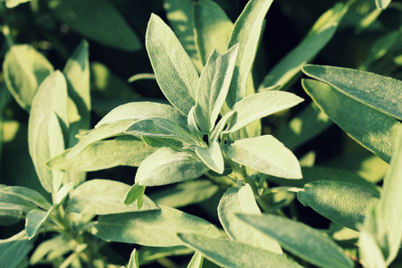 Fresh sage growing  in the herb gardenの素材 [FY31067465192]