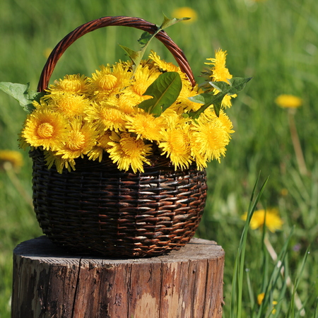 dandelion flower in basketの写真素材