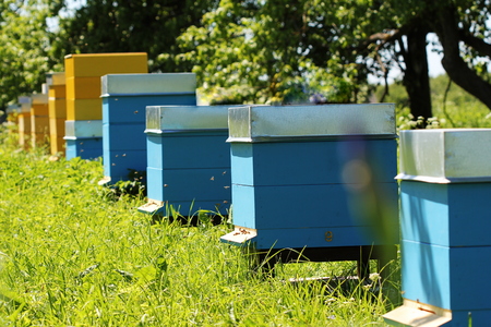 wooden beehives in the garden