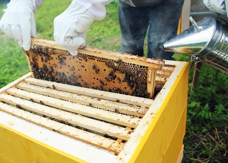 Beekeeper holds frame with honeycomb out of beehive