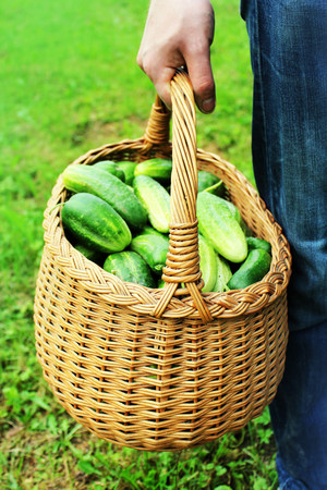Fresh organic cucumbers in a basket ready for saleの写真素材