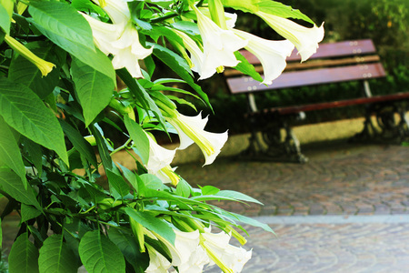 Blooming white brugmansia flower or angles trumpets, datura in gardenの写真素材