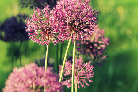 Close up of Purple Allium flowerの写真素材