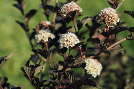 Ninebark or Physocarpus opulifolius shrub bloosom in garden. Dwarf shrub with deep red foliage for landscape gardeningの写真素材