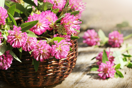 Clover flowers in a basket. Herbs harvesting of medicinal raw materialsの写真素材