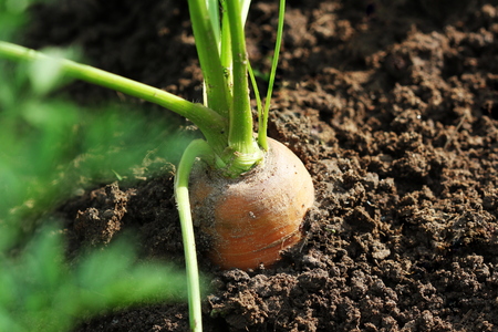 Healthy eating consept. Carrot growing in vegetable gardenの写真素材