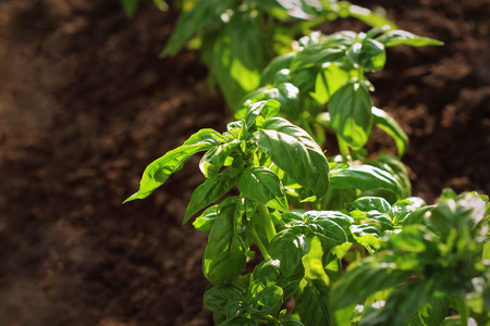 Fresh organic basil plant grows up in gardenの写真素材