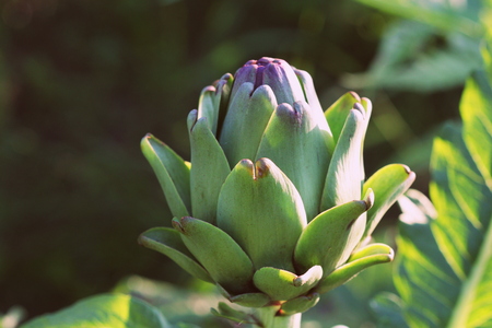 Young artichoke plants grows in a fieldの写真素材