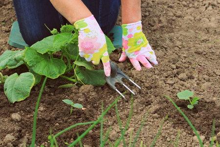 Gardening . Woman farmer takes care of the plants on the plantationの写真素材
