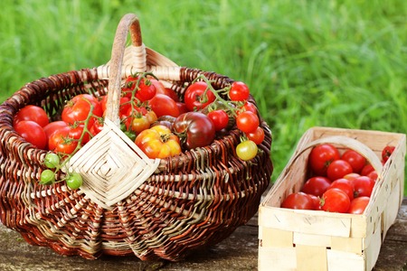 Heirloom variety tomatoes in baskets on rustic table. Colorful tomato - red,yellow , orange. Harvest vegetable cooking conception .の写真素材