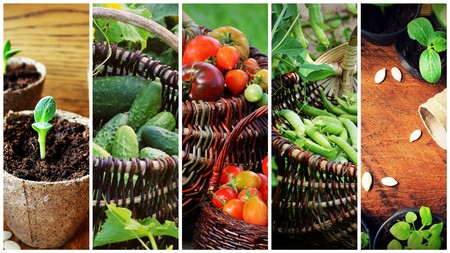 collage of vegetables - products of vegetable garden .の写真素材