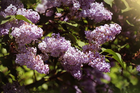 Beautiful flowering flowers of lilac tree at spring. Blossom in Spring. Spring concept