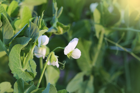 Pea plant with white flower in a garden